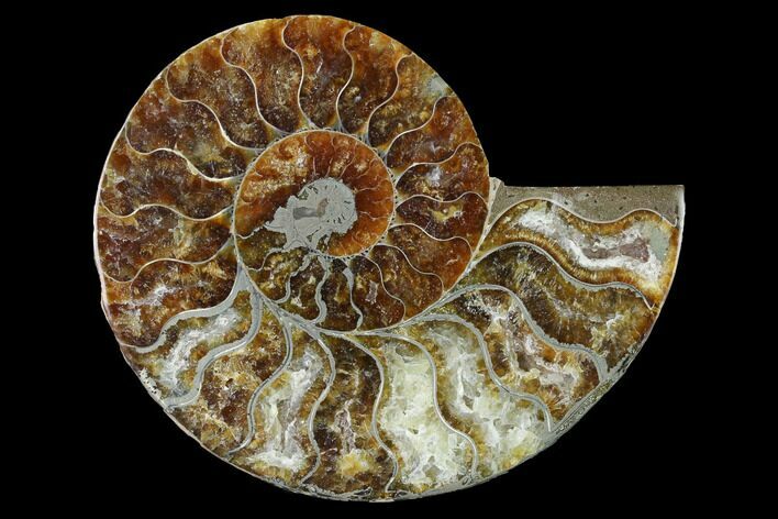 Cut & Polished Ammonite Fossil (Half) - Agate Replaced #146128